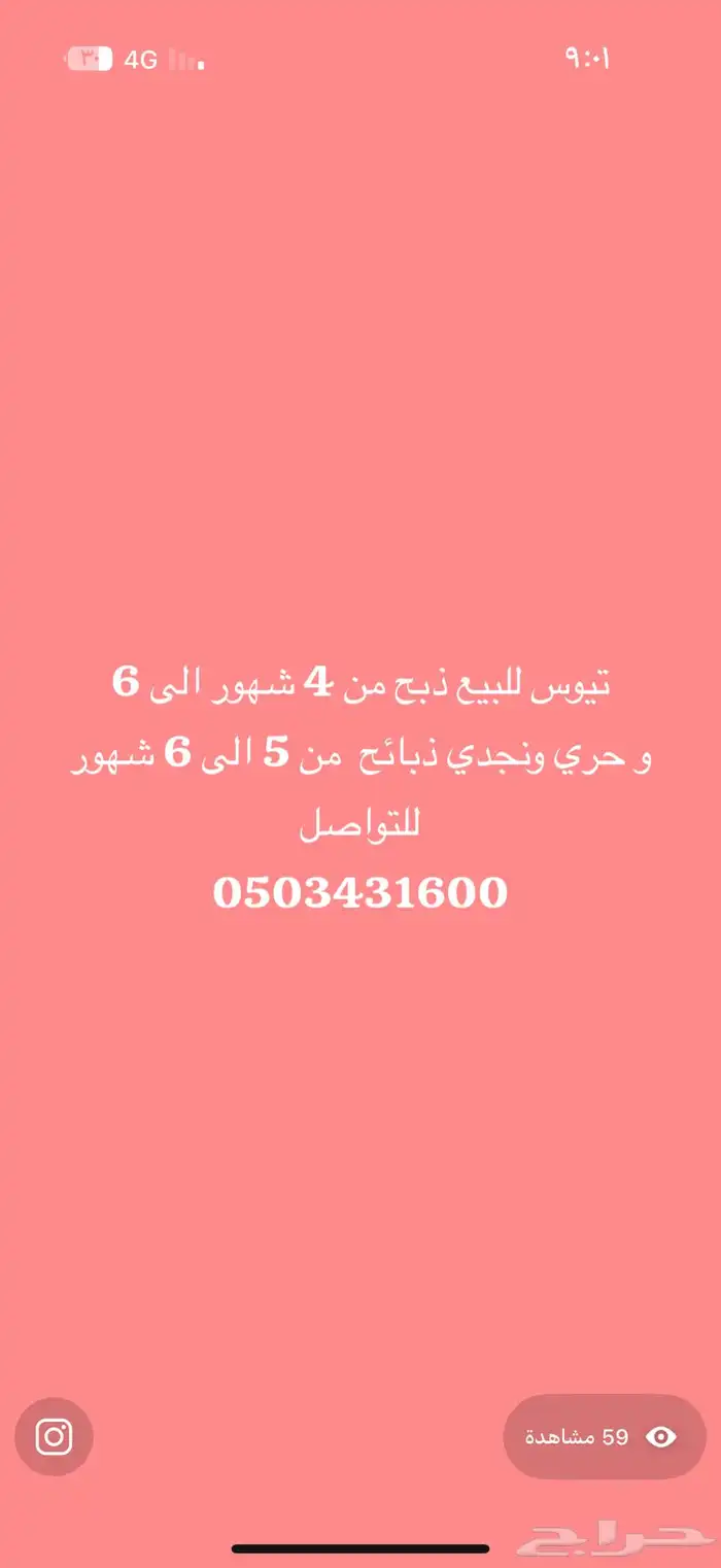 ذبائح للبيع مع الذبح نجدي وحري وتيوس 0