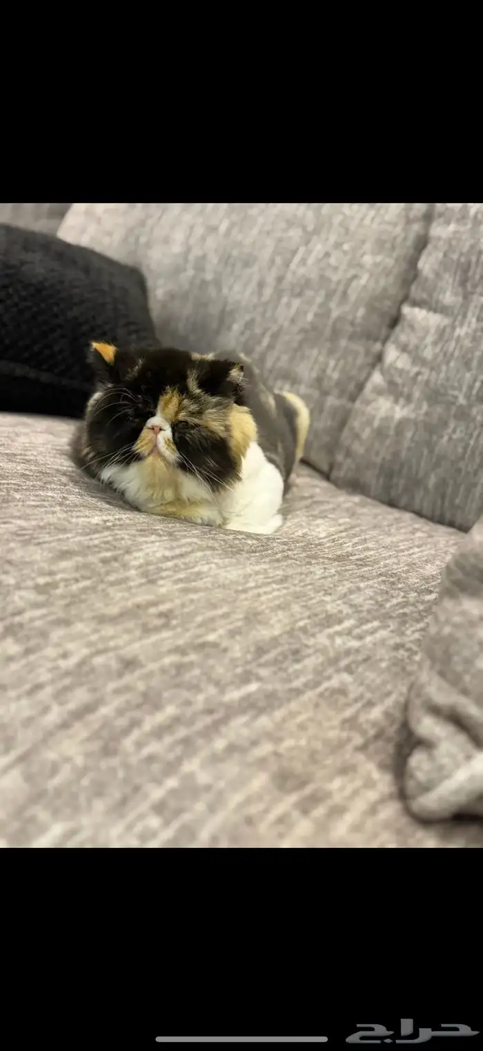 بيكي فيس فان 7