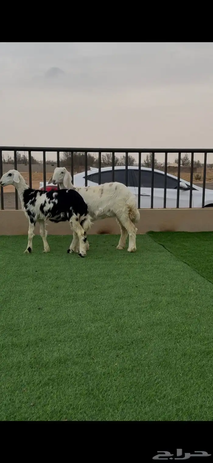 رخال نجد للبيع 3