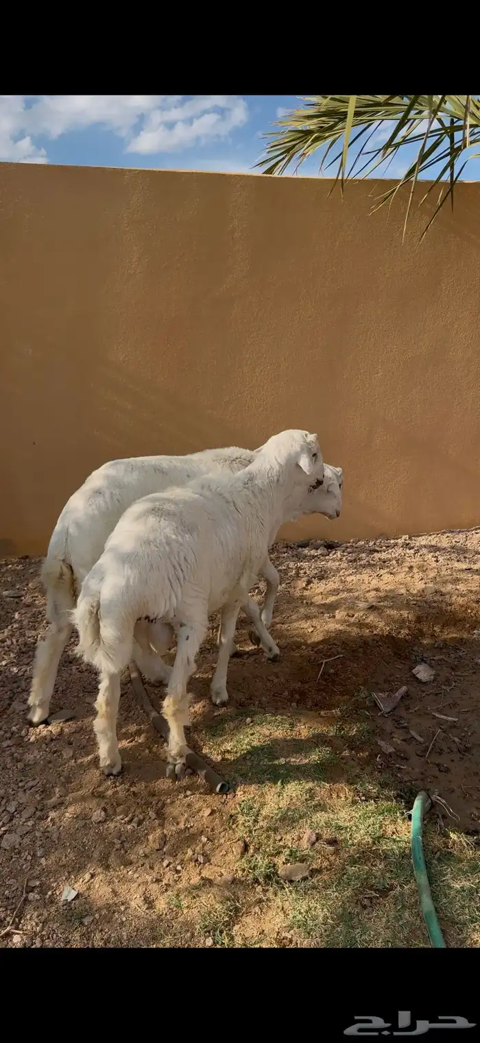 للبيع خروفين سمان فل شحم 4