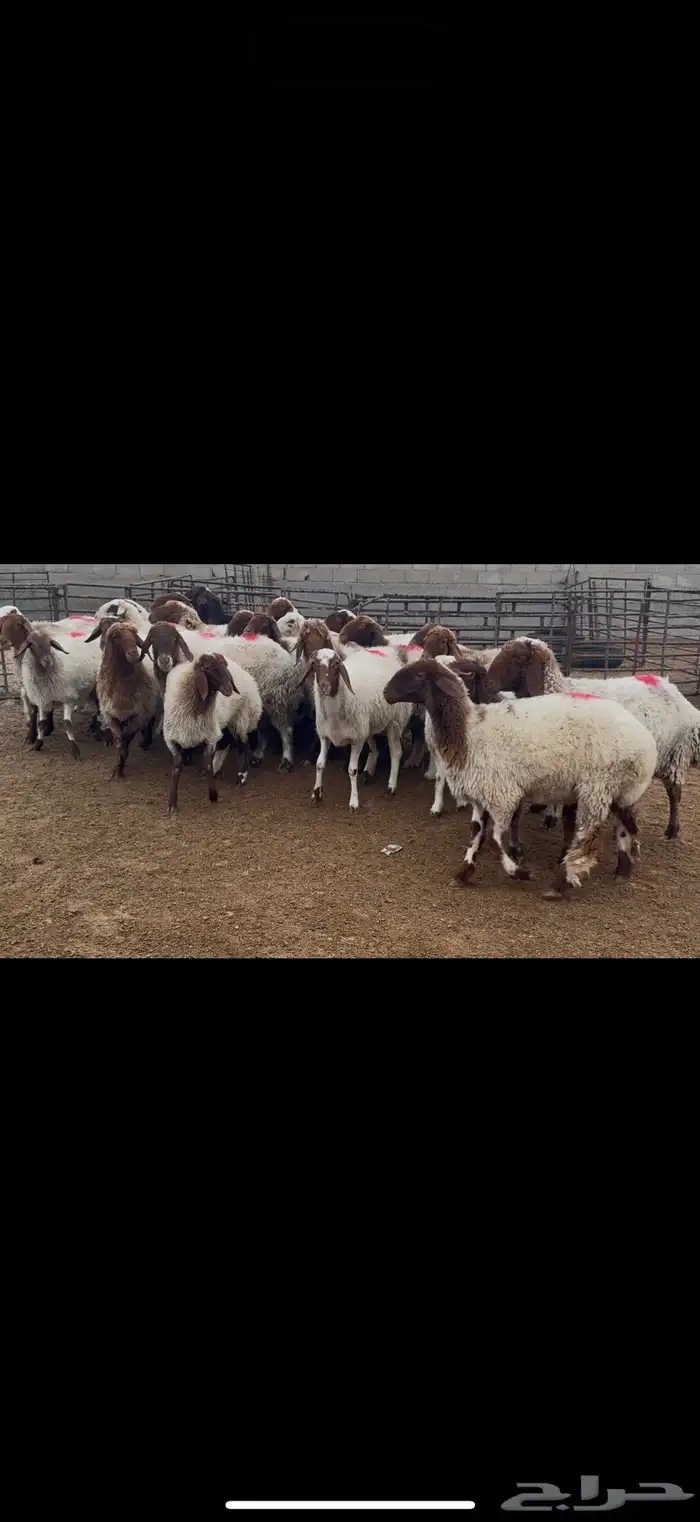 غنم نعيم دفيع 1