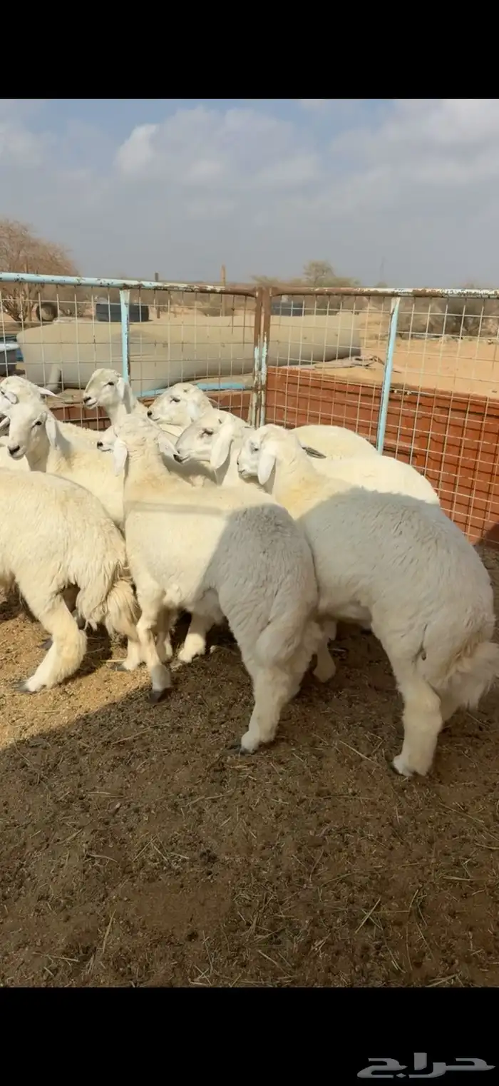 طليان جبره اوزان عاليه 4