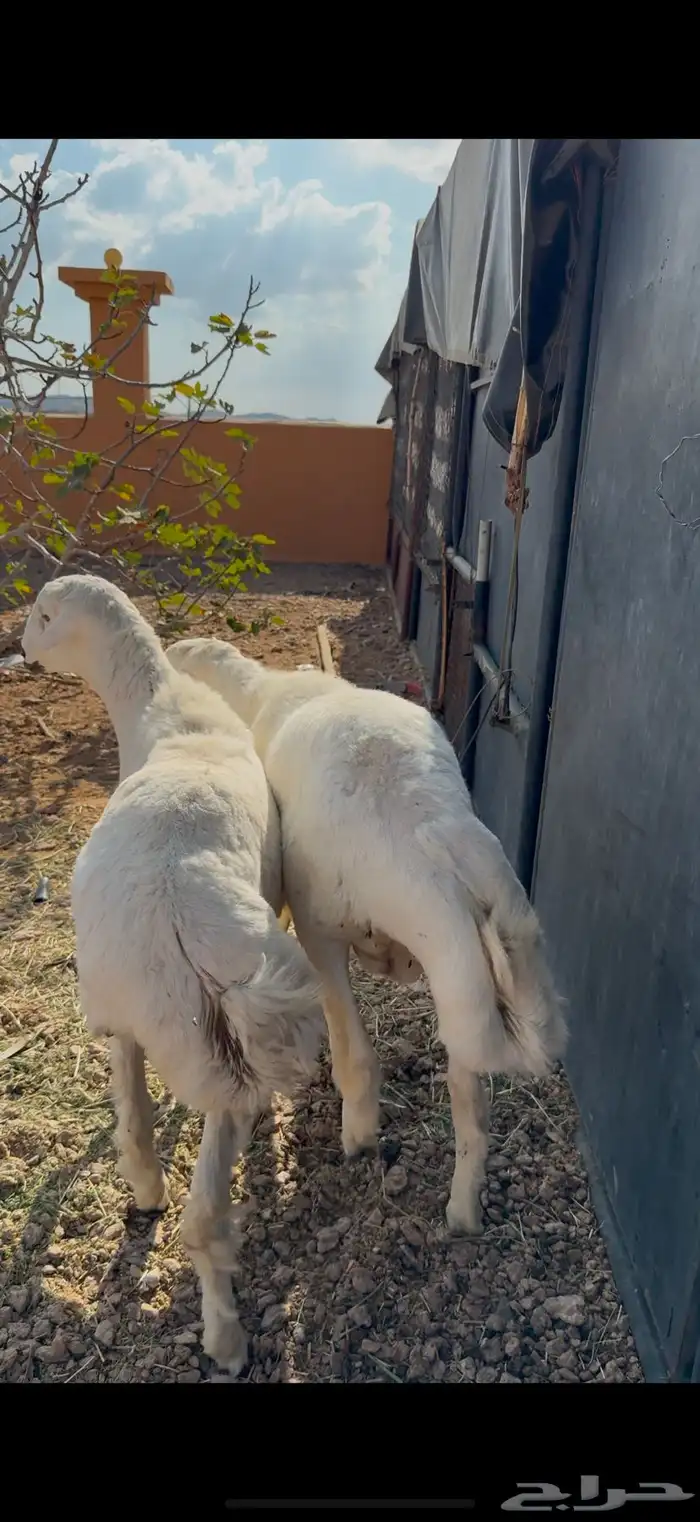 للبيع خروفين سمان فل شحم 3