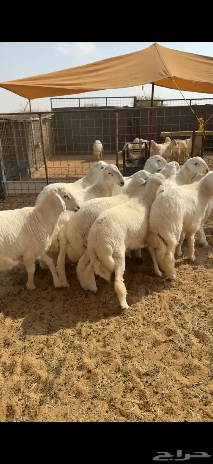 طليان جبره اوزان عاليه 5