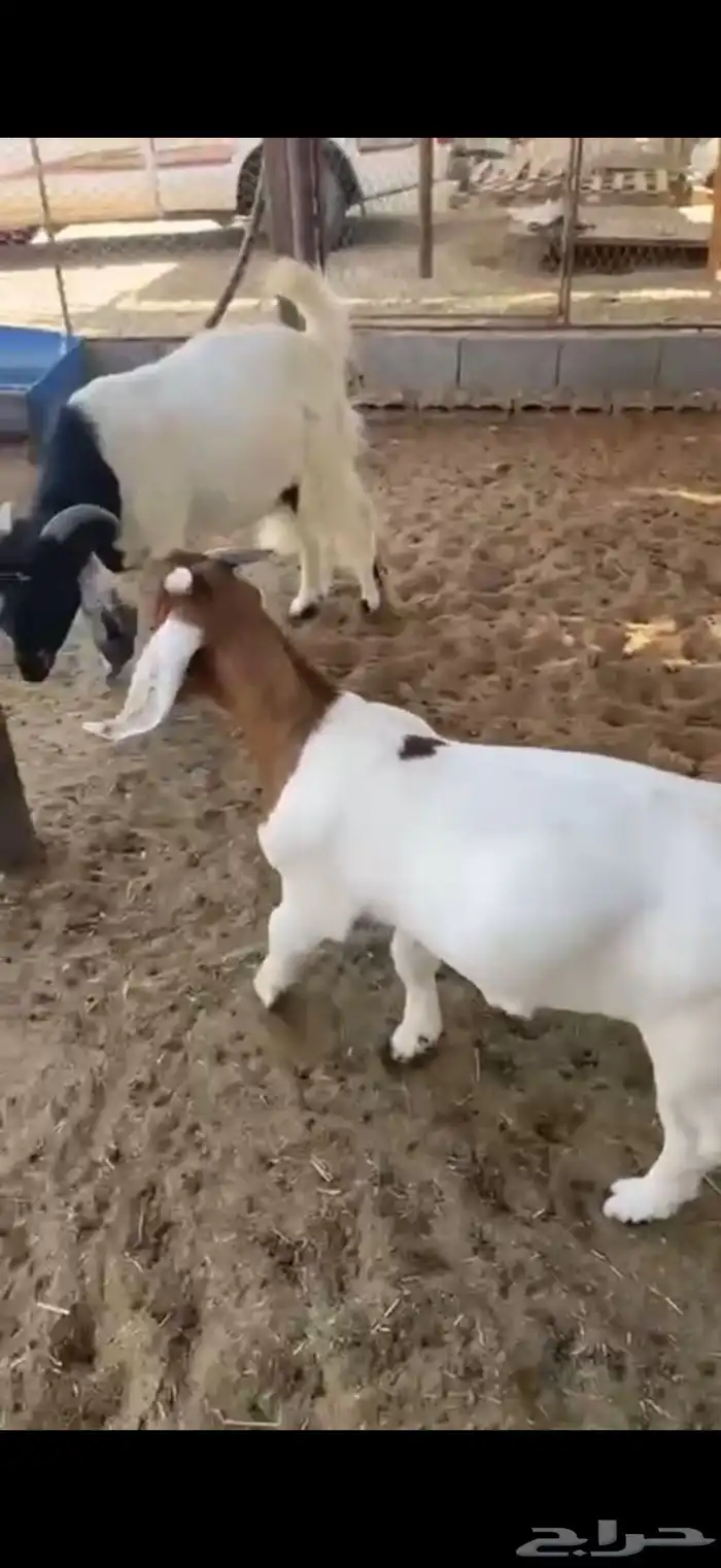 تيس للبيع ذبيحه 1