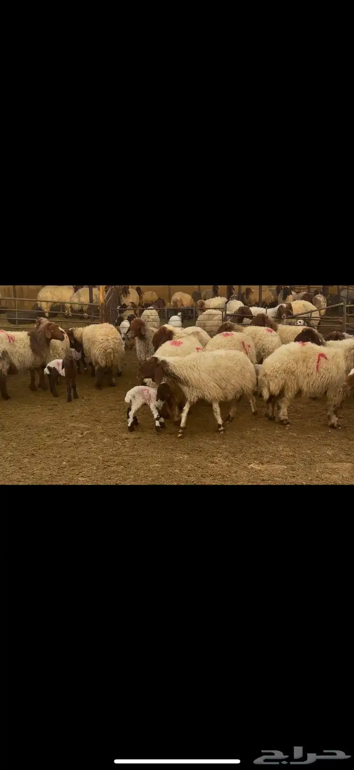 غنم نعيم مطافيل فاخره 4