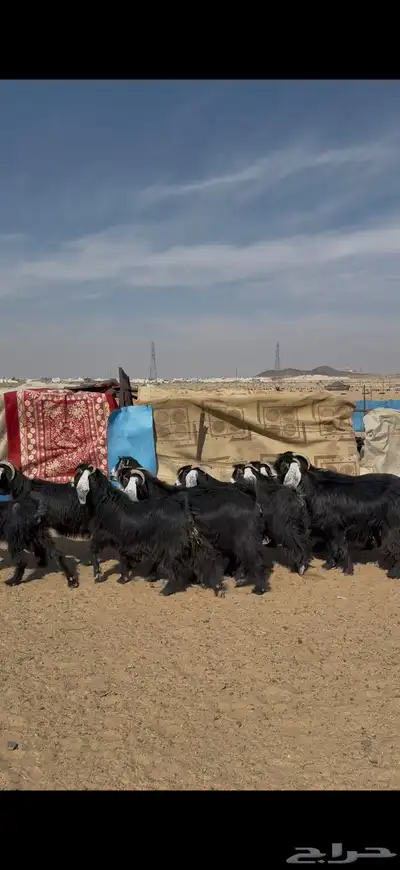 معزا عارضيات خصم وشرط index