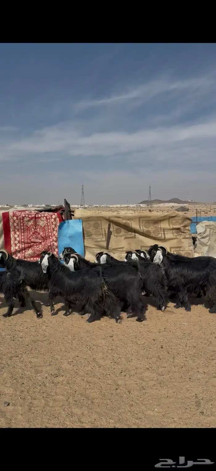 معزا عارضيات خصم وشرط 0