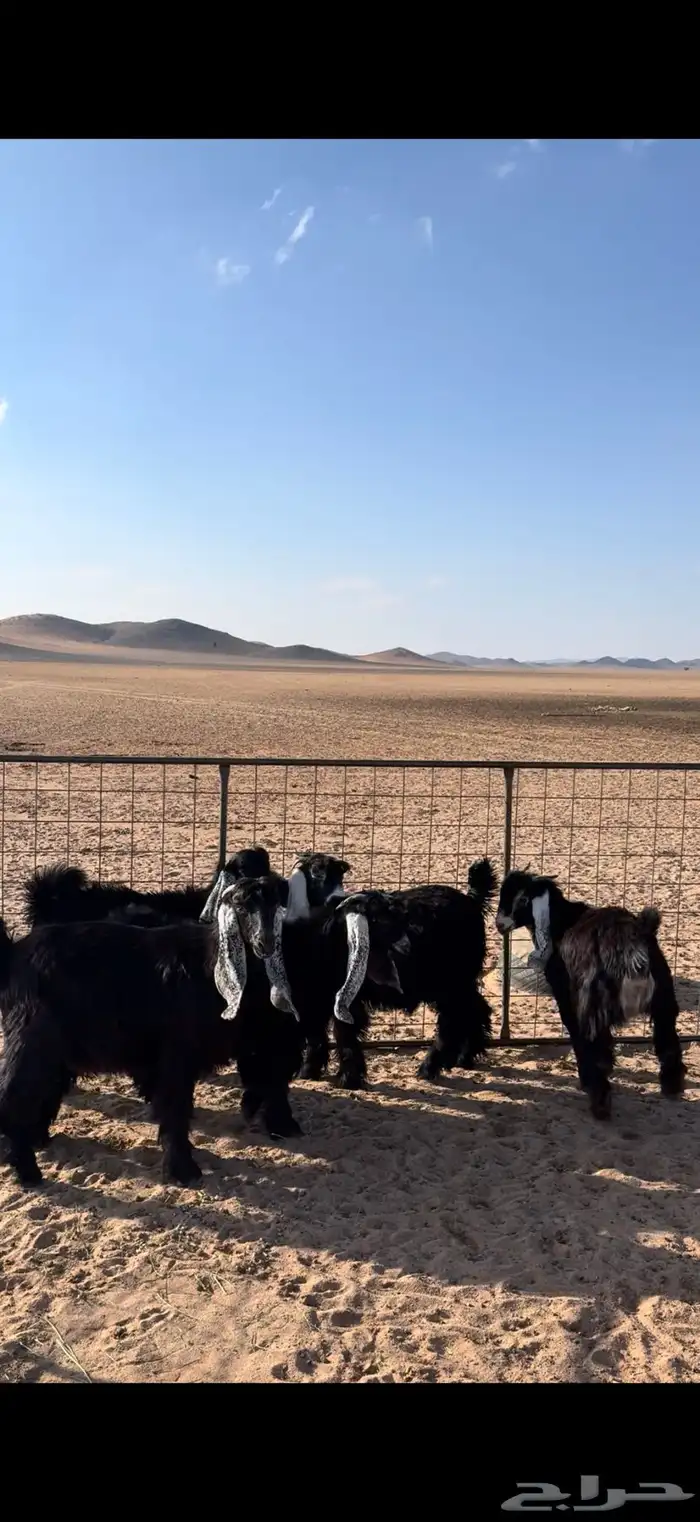 جفرات عوارض صنف 1