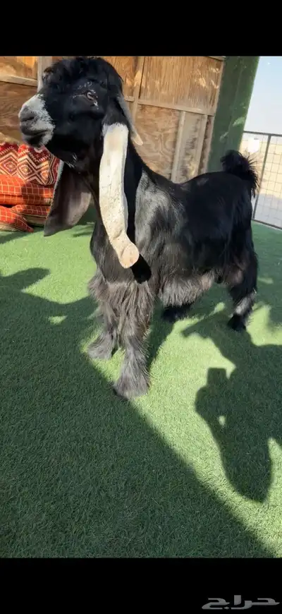 تيس عارضي معرف كفووو 0