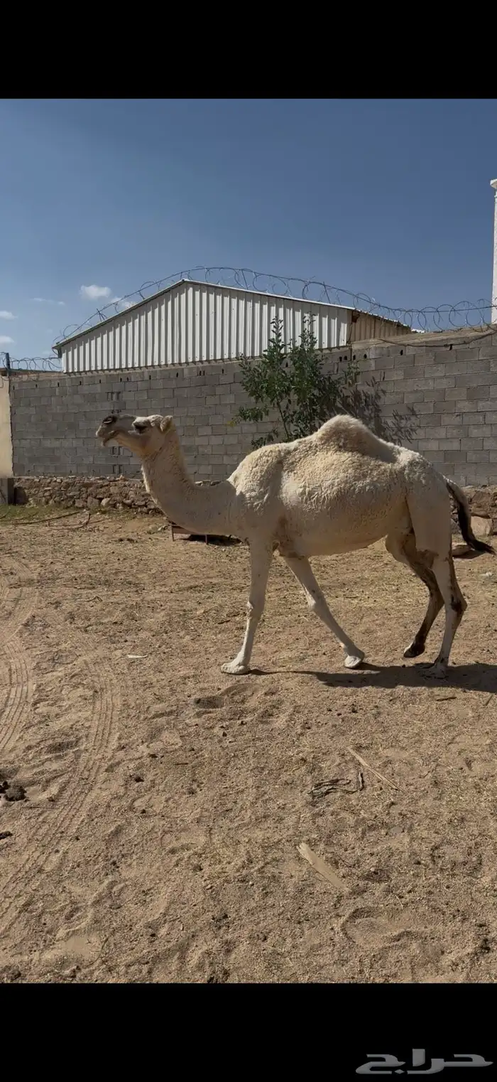 لقحه للبيع على جميع الشروط 4