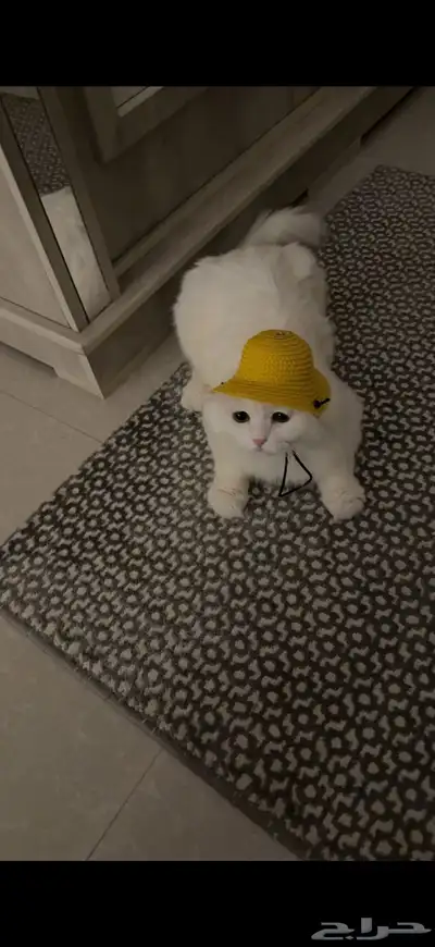 قطة اسكتلندية للبيع index