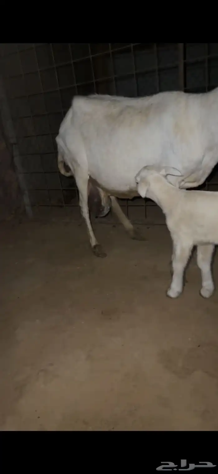 للبيع رفيديه خلفه 0