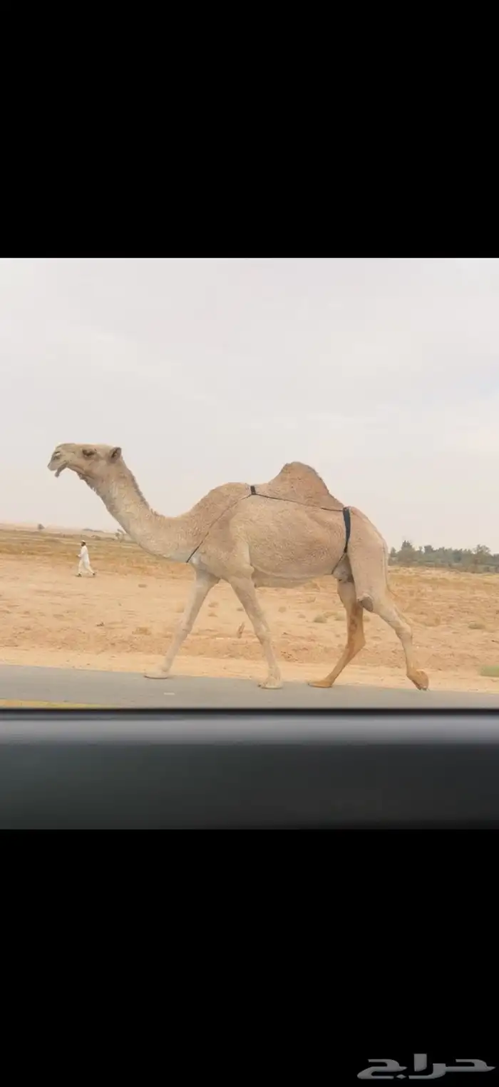 الضروبه الشقحا الكفو 0