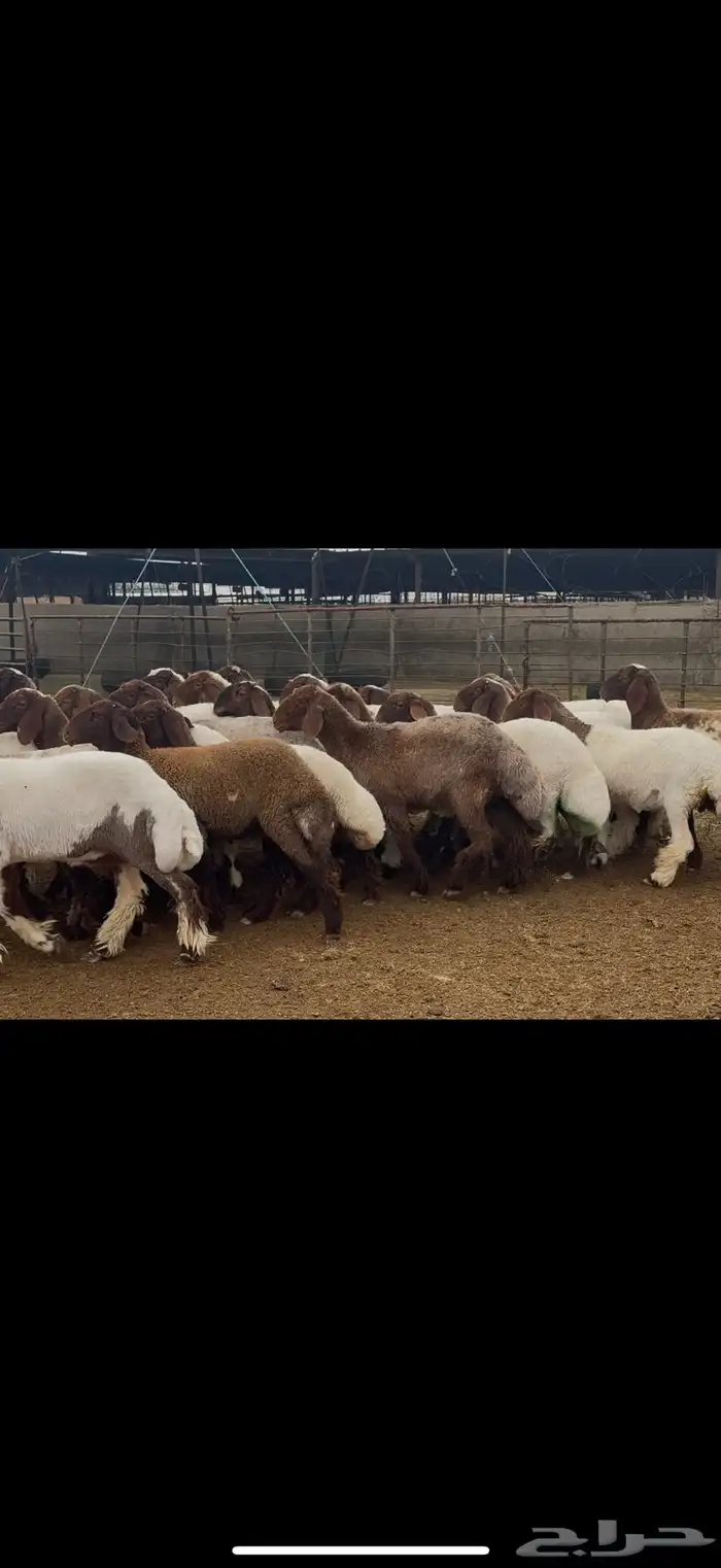 جذعات نعيم مقاني 3