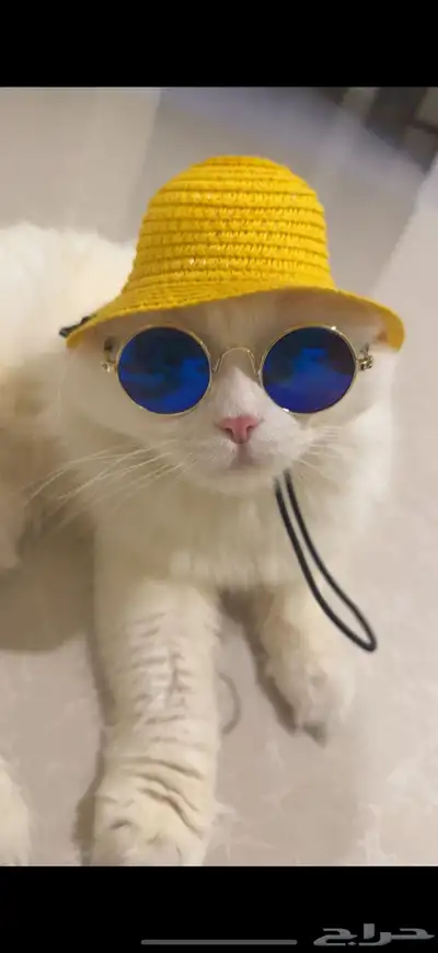 قطة اسكتلندية للبيع index