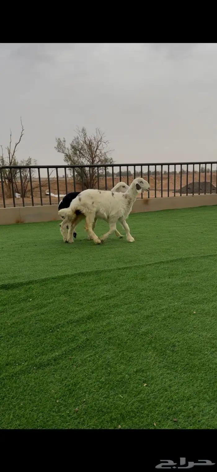 رخال نجد للبيع 5