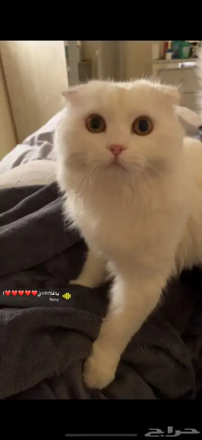 قطة اسكتلندية للبيع index