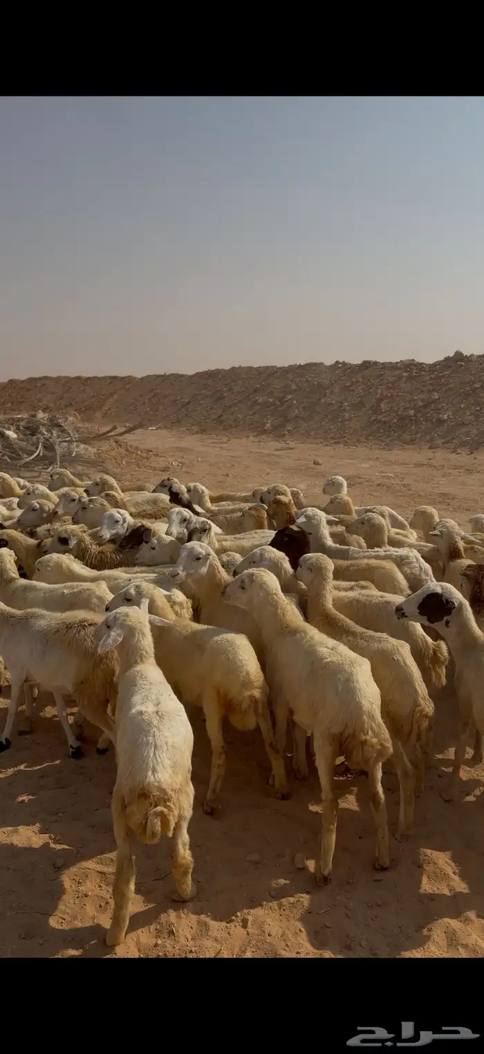 للبيع رخال رفيديات العدد40 الصحة شرط 1