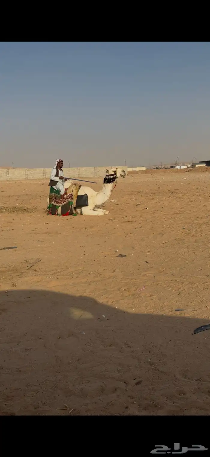 رحول طيبه شاق طوع 3