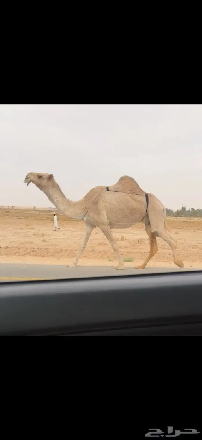 الضروبه الشقحا الكفو 3