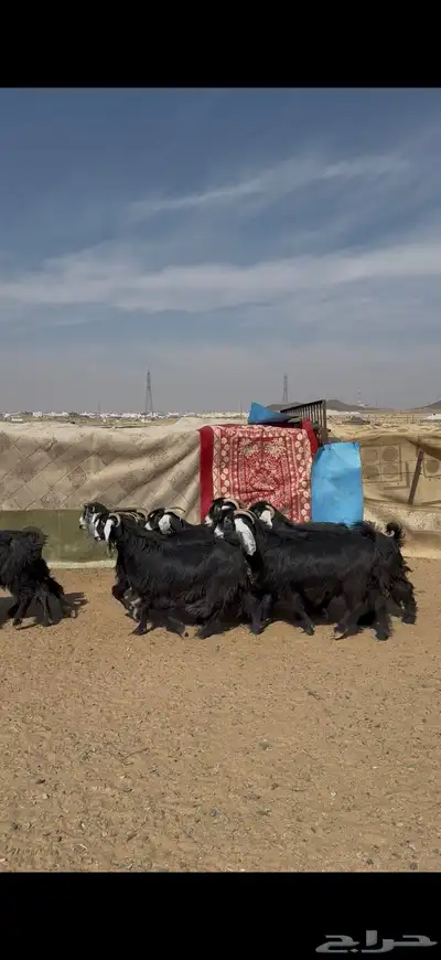 معزا عارضيات خصم وشرط index