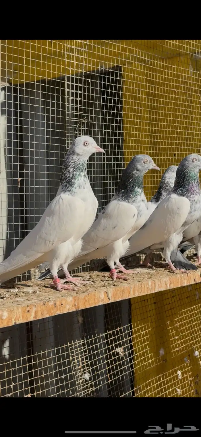 حمام باكستاني 4