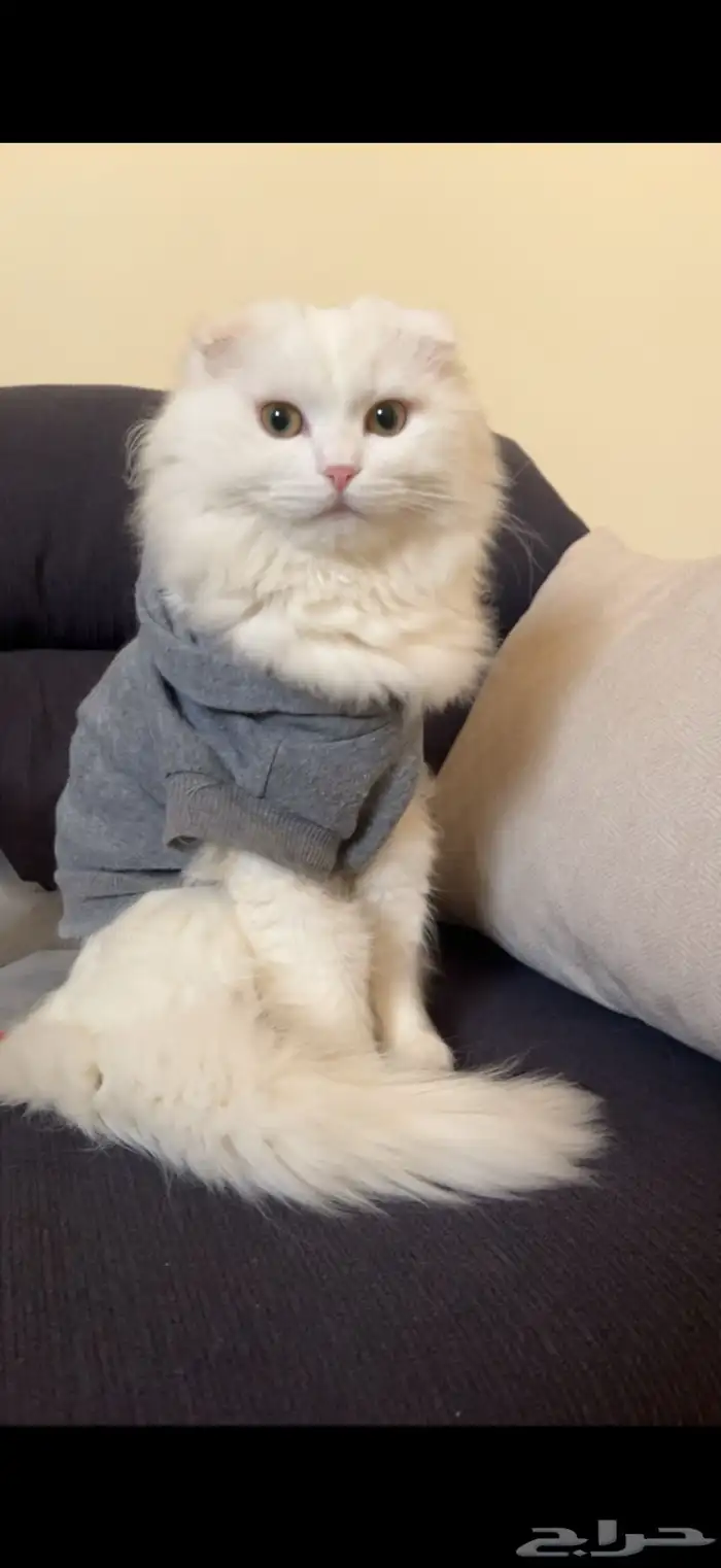 قطة اسكتلندية للبيع 4