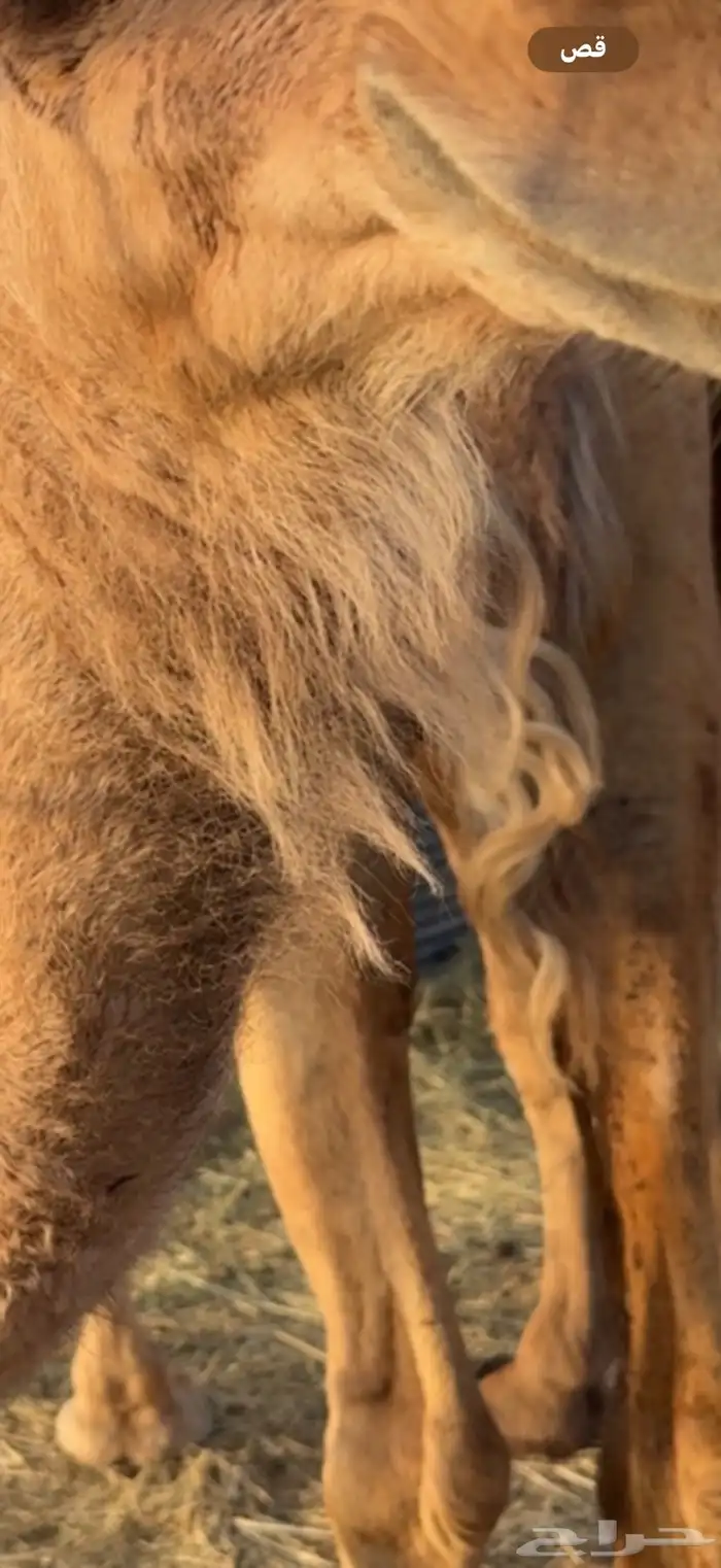 بكار رمانيات كفو وطيبة فوق البداوة 0