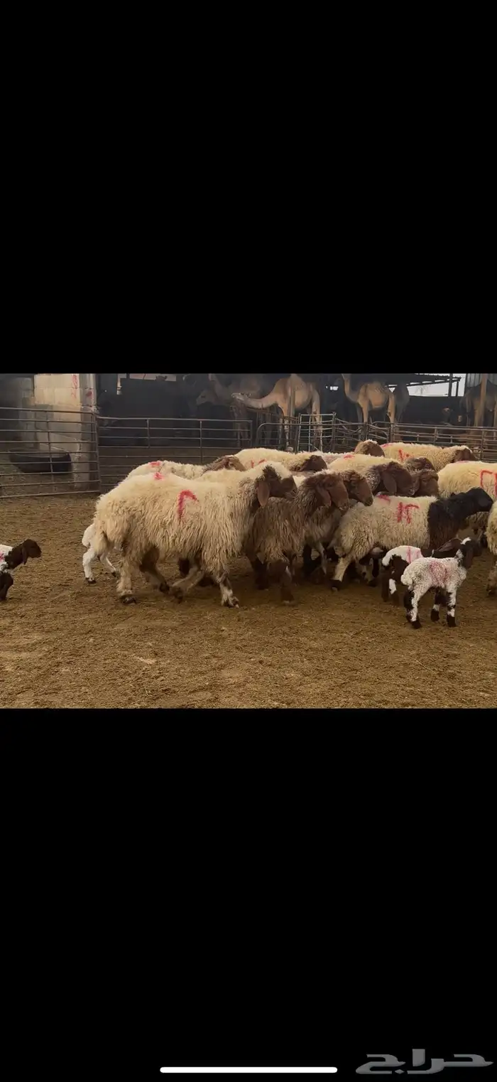غنم نعيم مطافيل فاخره 5