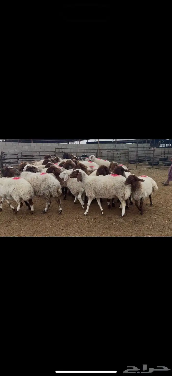 غنم نعيم دفيع 6