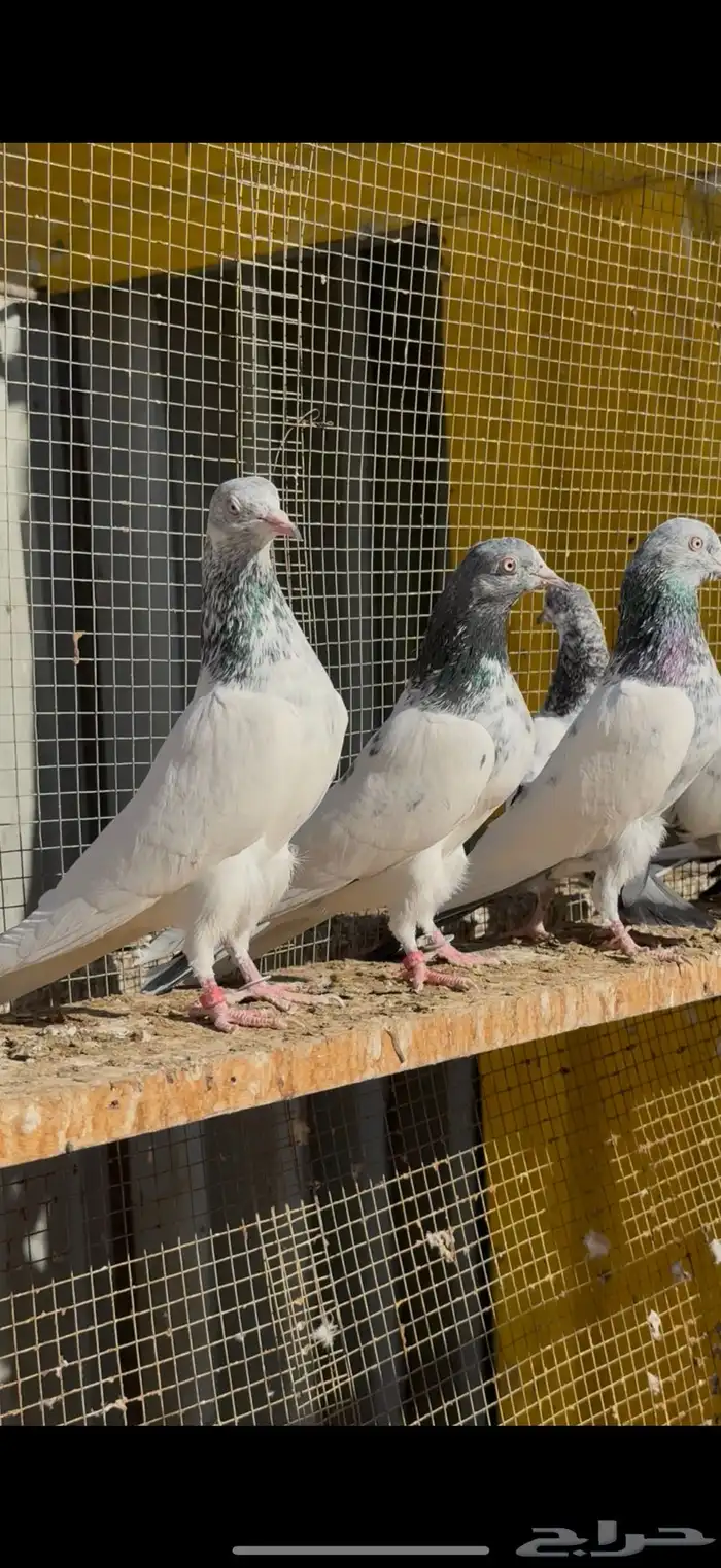 حمام باكستاني 2