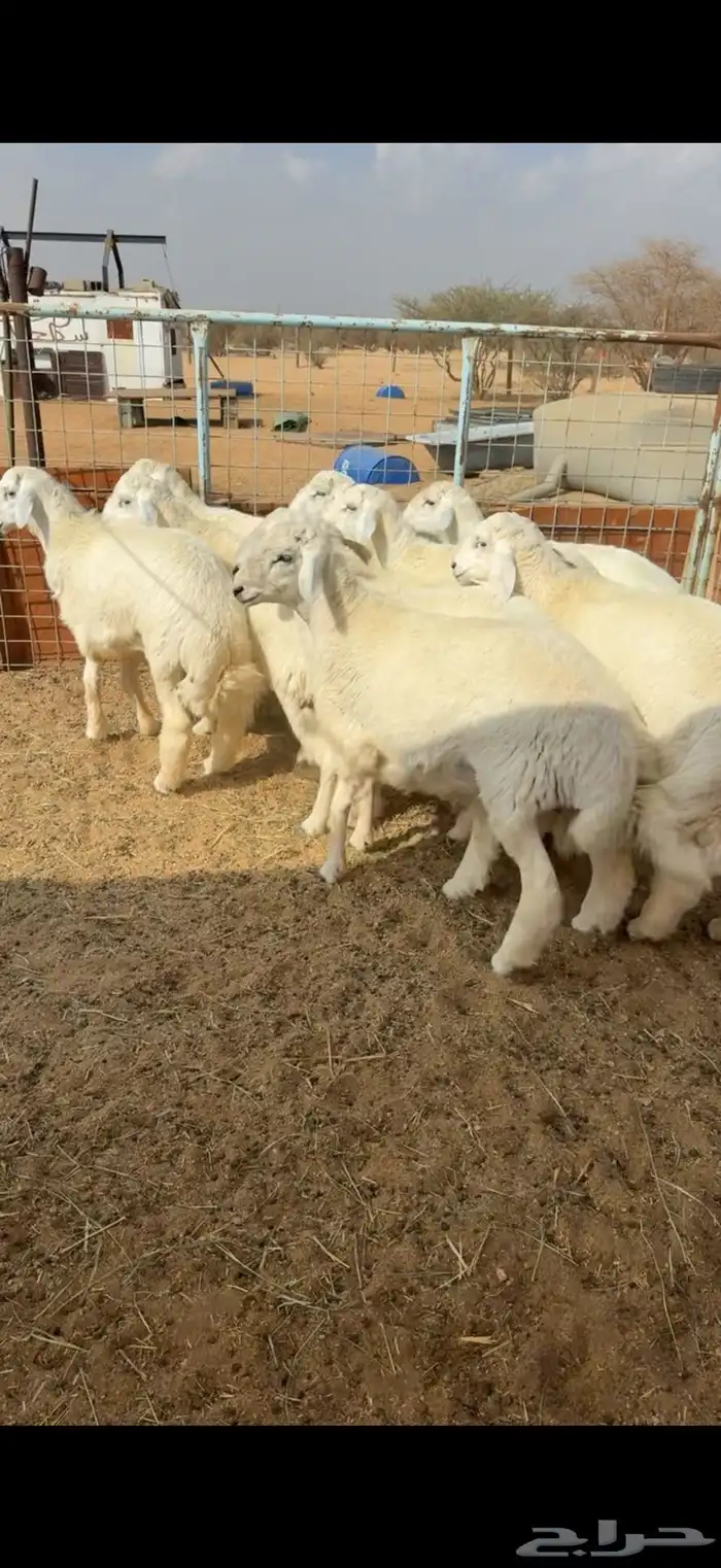 طليان جبره اوزان عاليه 3