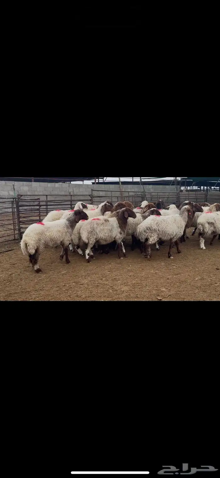 غنم نعيم دفيع 0