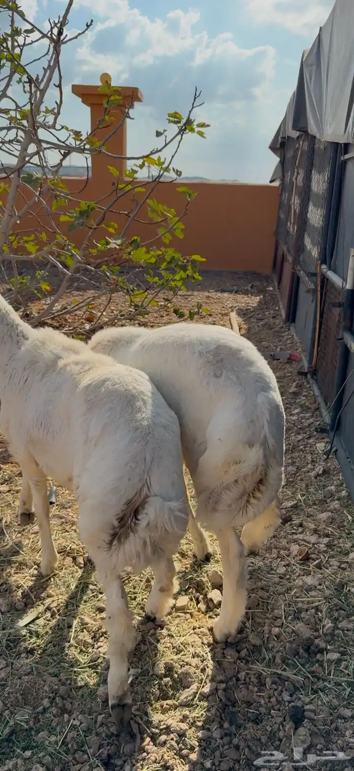للبيع خروفين سمان فل شحم 2