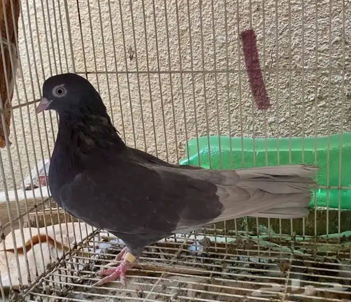 حمام قطايف شي فاخر 5