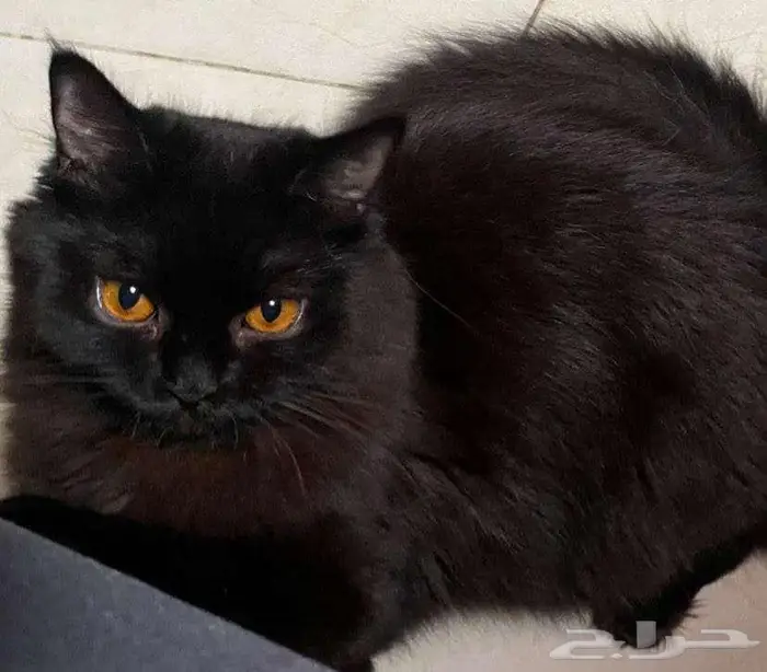 قطط للتبني مجانا 1