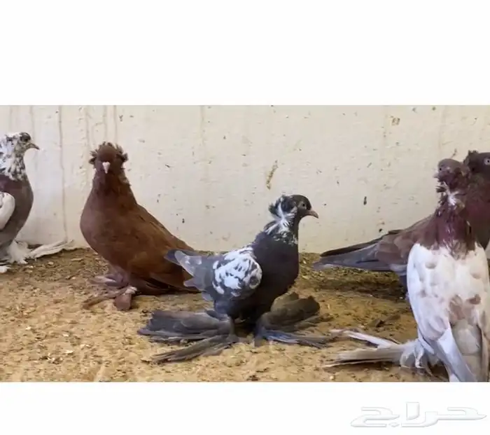 مطلوب حمام ايراني تبريز او ايراني همداني 0