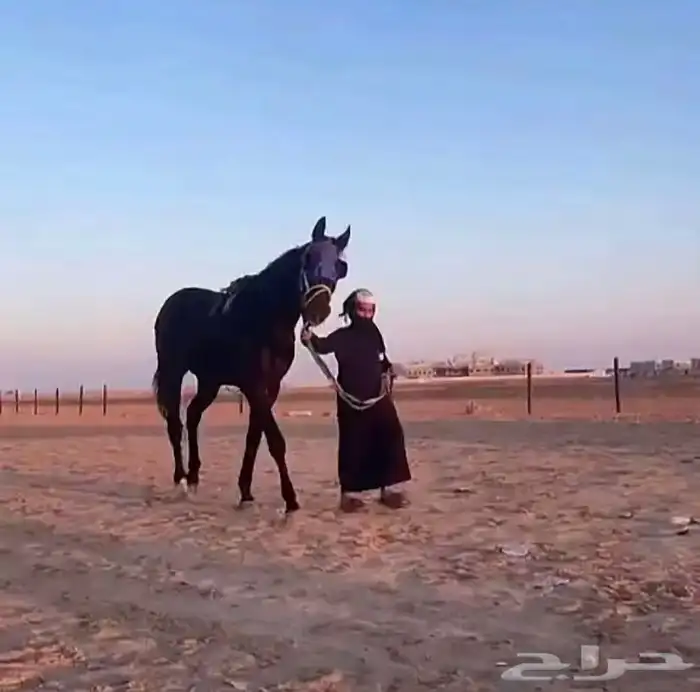 حصان انتاج 1