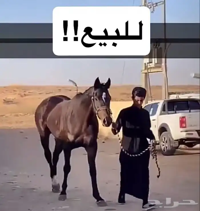 حصان انتاج 5