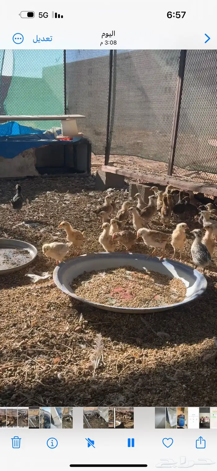 صيصان بلدي 1