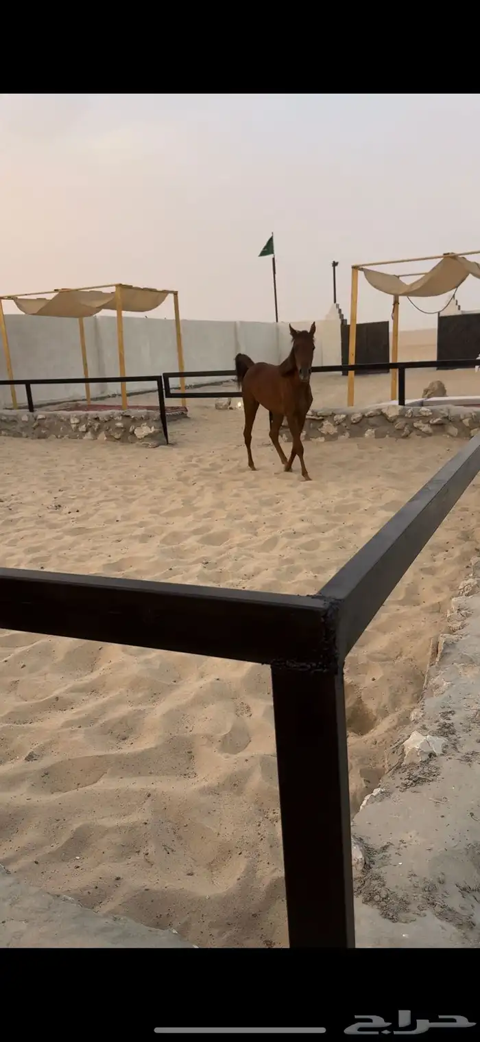 تخييم شتوي داخل المربط 13