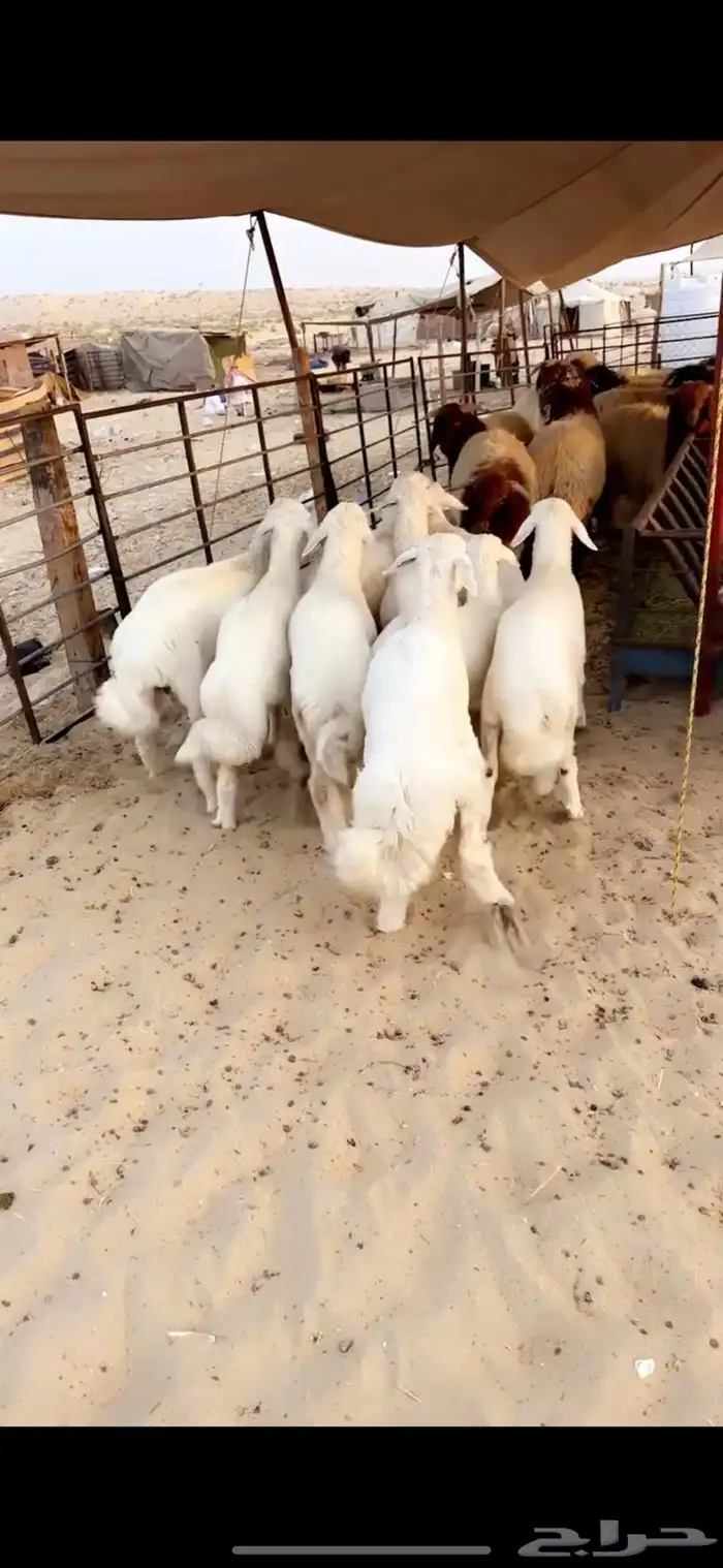 رخال حريات فل الفل 4