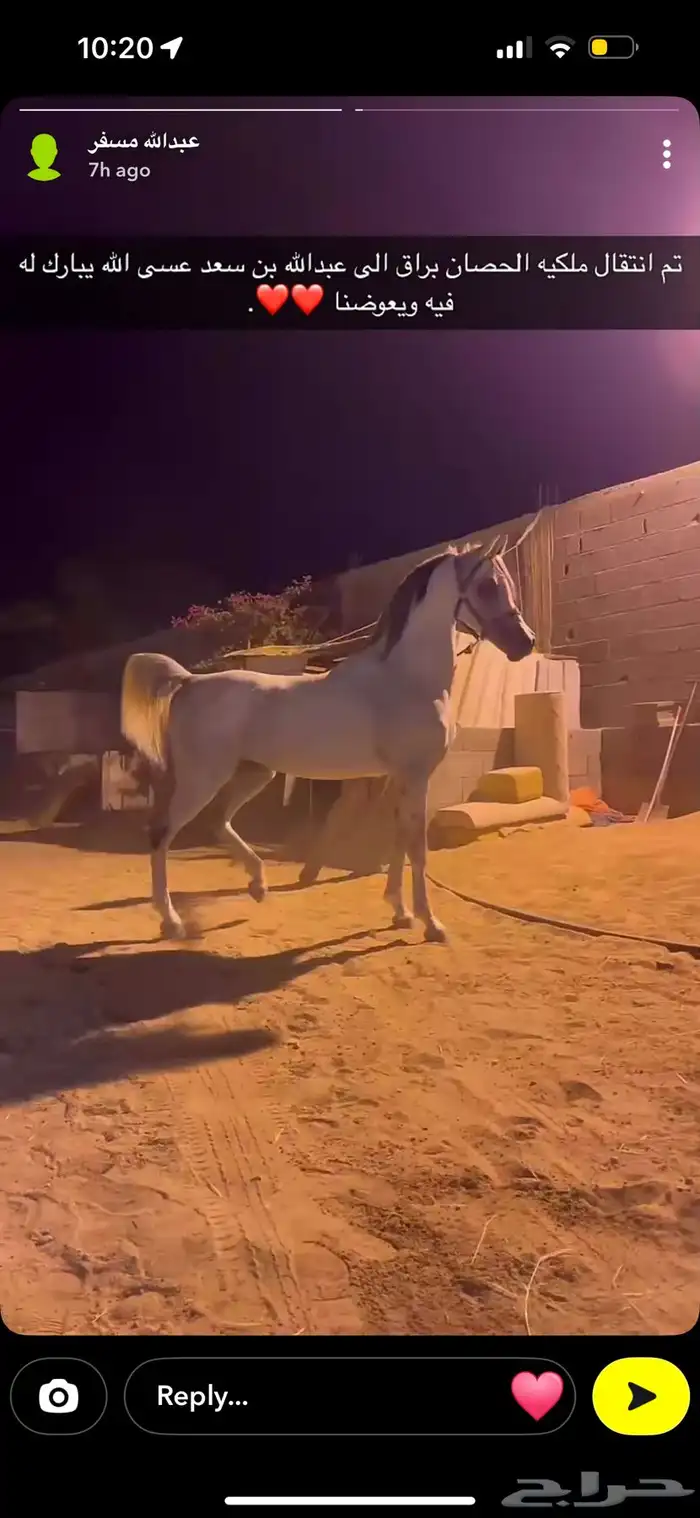 حصان واهو فاخر حفيد غزال الشقب 2