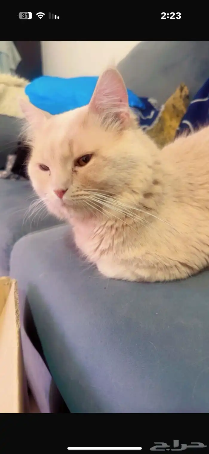 قطط شيرازية وهمالايا للتبني 1