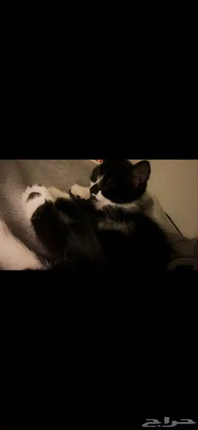 قط للتبني index