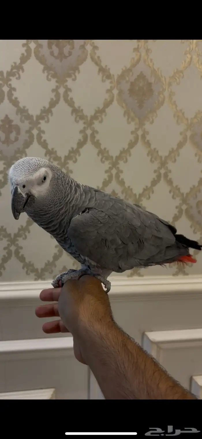 كاسكو اليف متكلم 4