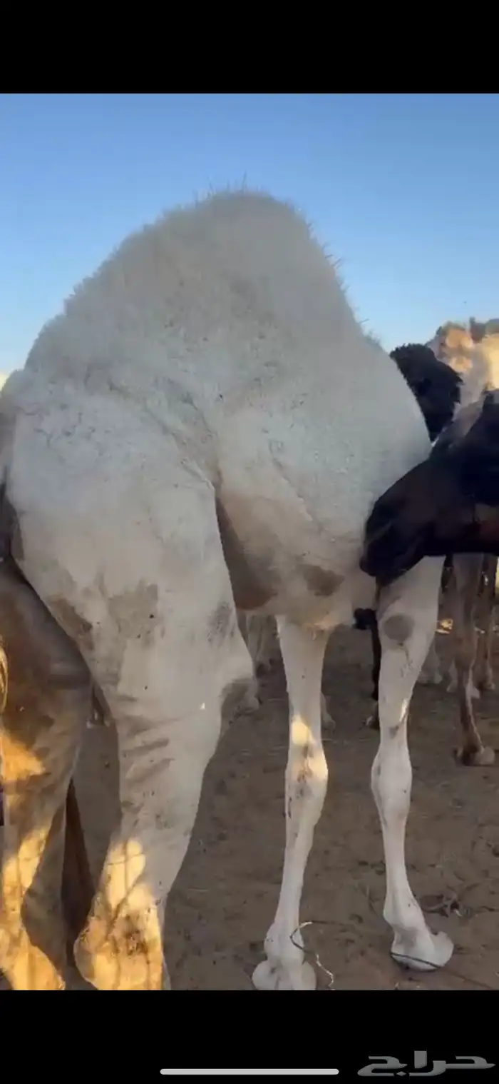 قعود وبكره من تحت اماتها شي كفو وفاخر 5