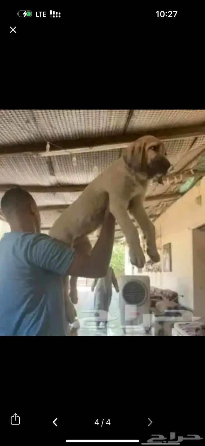 للبيع كلاب جرواي الراعي التركي كنجال 0