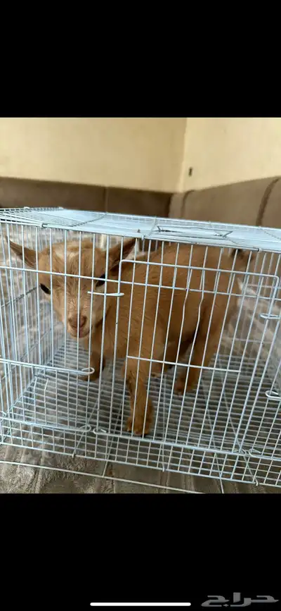 ماعز غزمي تشيكي العمر شهر تقريبأ index